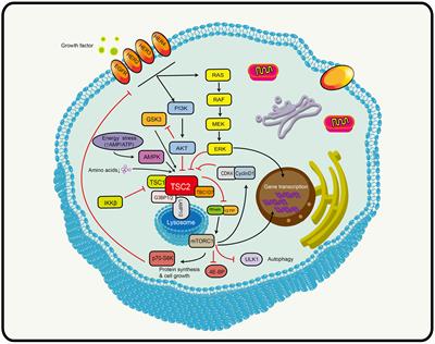 The role of TSC2 in breast cancer: a literature review